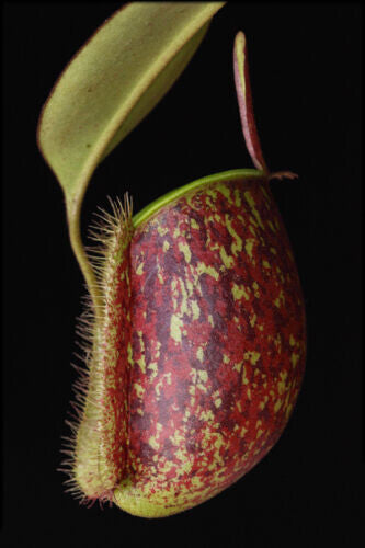 Nepenthes Ampullaria Tricolor – 10 Semi – Pianta Carnivora, Urne Tricolore, Rara, Ideale per Terrari