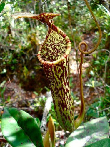 Nepenthes Stenophylla – 10 Seeds – Carnivorous Plant, Thin Urns, Rare, Ideal for Terrariums