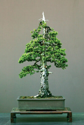 Abete del Pindrow – 10 Semi, Himalayano, Aghi Lunghi, Parco, Facile da Coltivare, Alta Germinabilità, Non-GMO