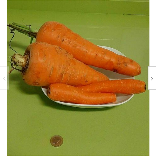 Carota Gigante Daucus – 50 Semi, Dimensioni Record, Radice Enorme, Curiosità, Facile da Coltivare, Alta Germinabilità, Non-GMO