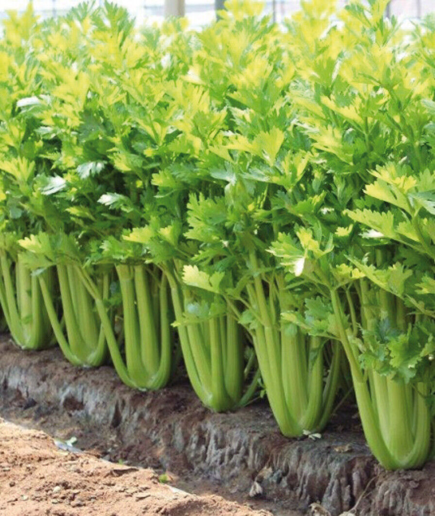 Sedano Verde Costa Piena Estate – 30 Semi – Costa Piena Rotondeggiante, Verde Chiaro Tenera, Imbianchimento Artificiale, Resistente Malattie, Non-GMO