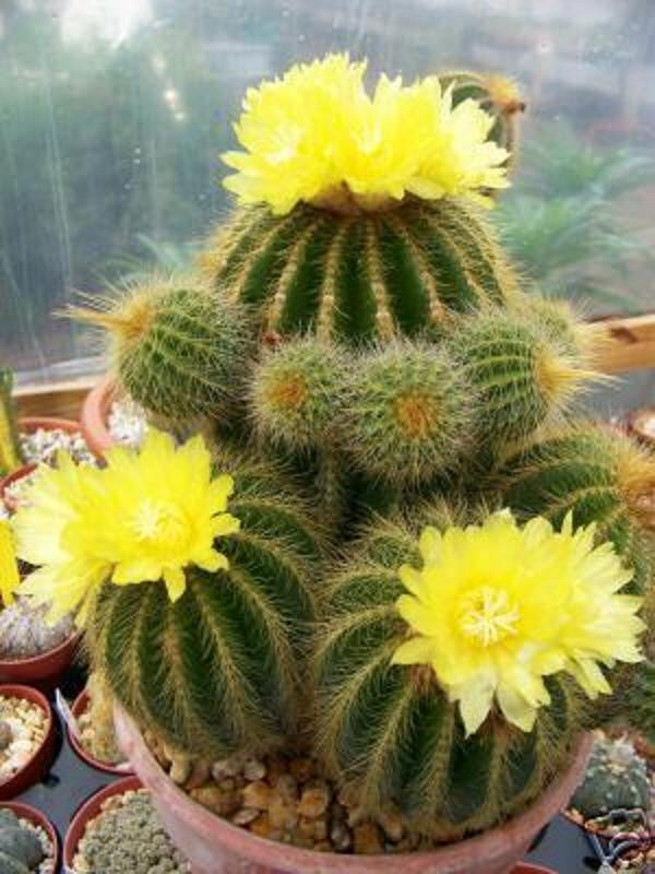 Parodia warasii - 10 Semi – Alta Germinabilità, Varietà Selezionata, Non-GMO