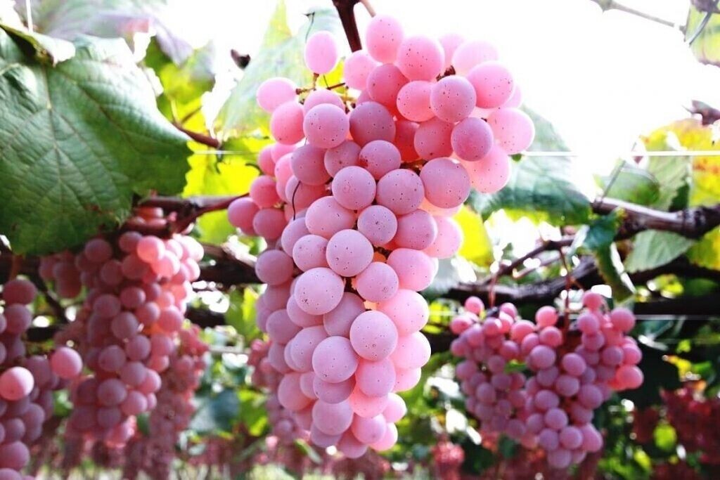 Uva Rosa Giapponese – 10 Semi, Acini Rosati, Dolce, Ornamentale, Facile da Coltivare, Alta Germinabilità, Non-GMO