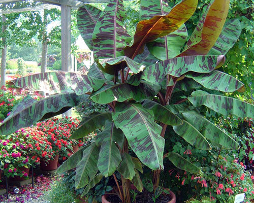 Bloodgood Plantain – 10 Seeds, Hardy, Garden, Easy to Grow, High Germination, Non-GMO