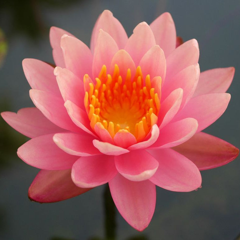 Ninfea Perry's Orange Sunset – 15 Semi – Fiore Sfumato, Colore Arancione, Ideale per Laghetti al Tramonto