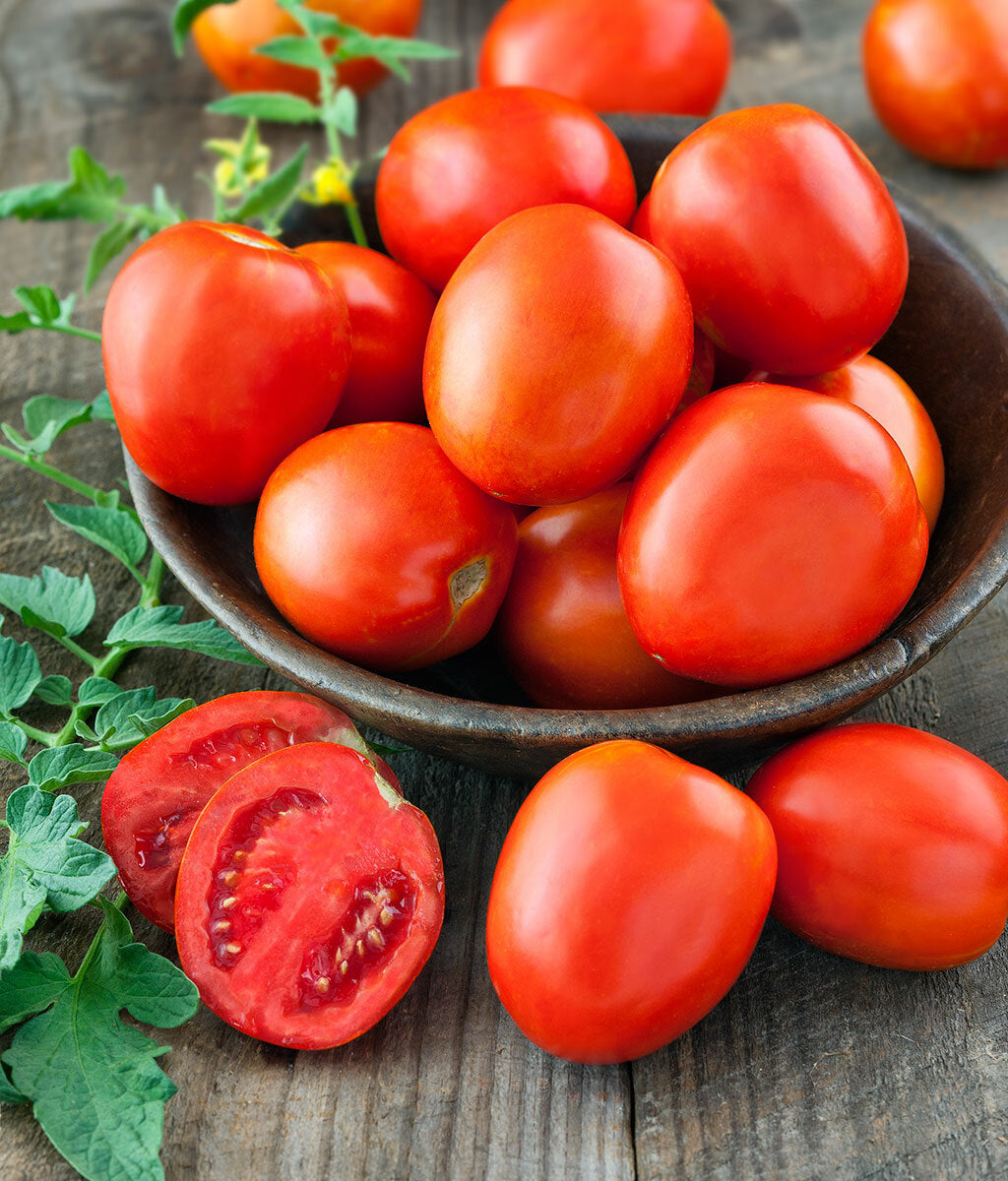 50 Semi di Pomodoro Roma Solanum lycopersicum Roma – Semi Freschi, Alta Germinabilità, No-GMO