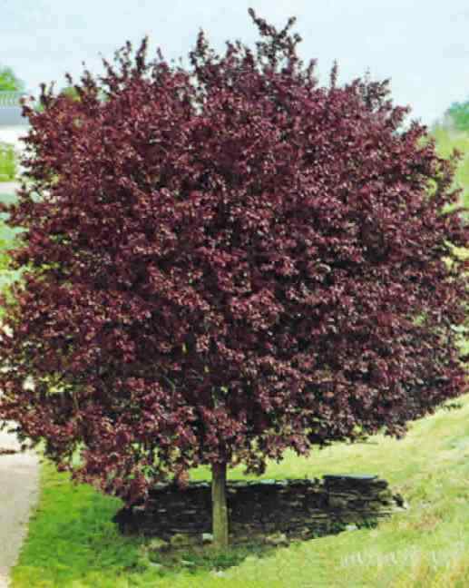 Prunus Cerasifera – 10 Semi – Albero Mirabolano, Ciliegio da Fiore, Fiori Bianchi Precocissimi, Bacche Commestibili, Ideale per Siepi e Giardini