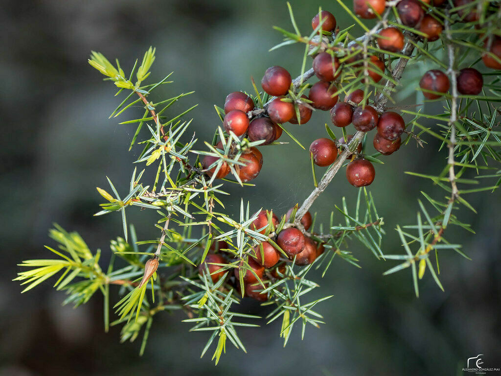 Ginepro Rosso – 10 Semi, Rustico, Sempreverde, Giardino, Facile da Coltivare, Alta Germinabilità, Non-GMO