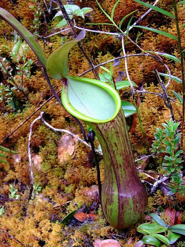 Nepenthes Murudensis – 10 Semi – Pianta Carnivora, Urne Grandi, Rara, Ideale per Collezionisti