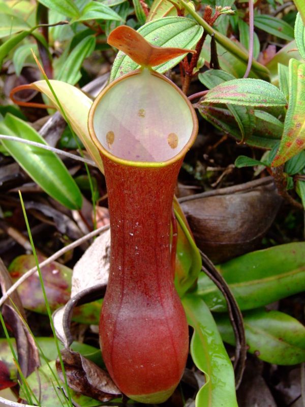 Nepenthes Reinwardtiana – 5 Semi – Pianta Carnivora, Brocche Striate, Ideale per Terrari e Ambienti Umidi, Rara