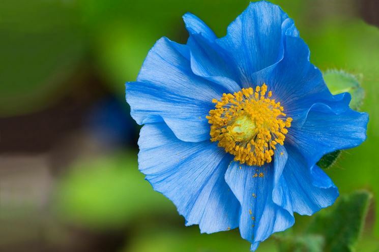 50 Semi di Papavero blu dell'Himalaya Meconopsis betonicifolia – Semi Freschi, Alta Germinabilità, No-GMO