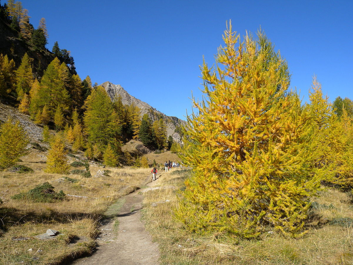 Larice – 10 Semi, Deciduo, Conifera, Montagna, Facile da Coltivare, Alta Germinabilità, Non-GMO