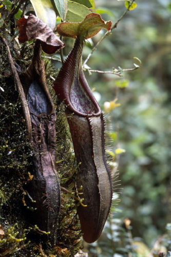 Nepenthes Izumiae – 10 Seeds – Carnivorous Plant, Unique Urns, Rare, Ideal for Terrariums