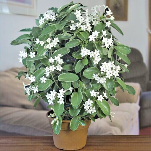 Stephanotis floribunda – 15 Seeds, Madagascar Jasmine, Waxy Flowers, Bride, Easy to Grow, High Germination, Non-GMO