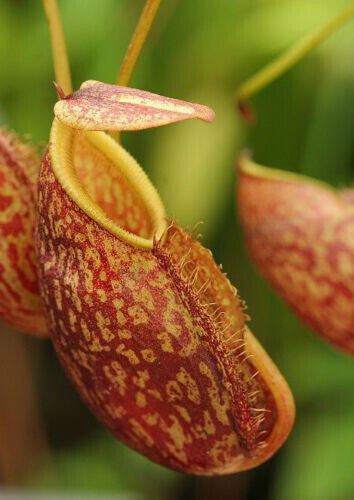 Nepenthes Gymnamphora Carnivorous Plant – 10 Seeds – Carnivorous Plant, Unique Urns, Rare, Ideal for Terrariums