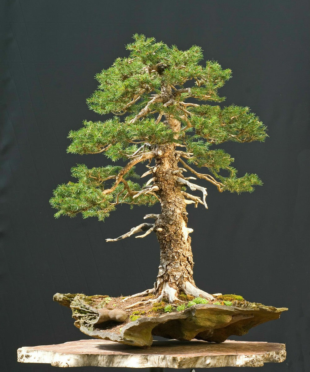 Abete Nikko – 10 Semi, Giapponese, Chioma Piramidale, Giardino, Facile da Coltivare, Alta Germinabilità, Non-GMO