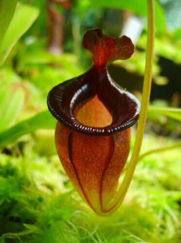 Nepenthes Jacquelineae – 10 Semi – Pianta Carnivora, Urne Particolari, Rara, Ideale per Terrari