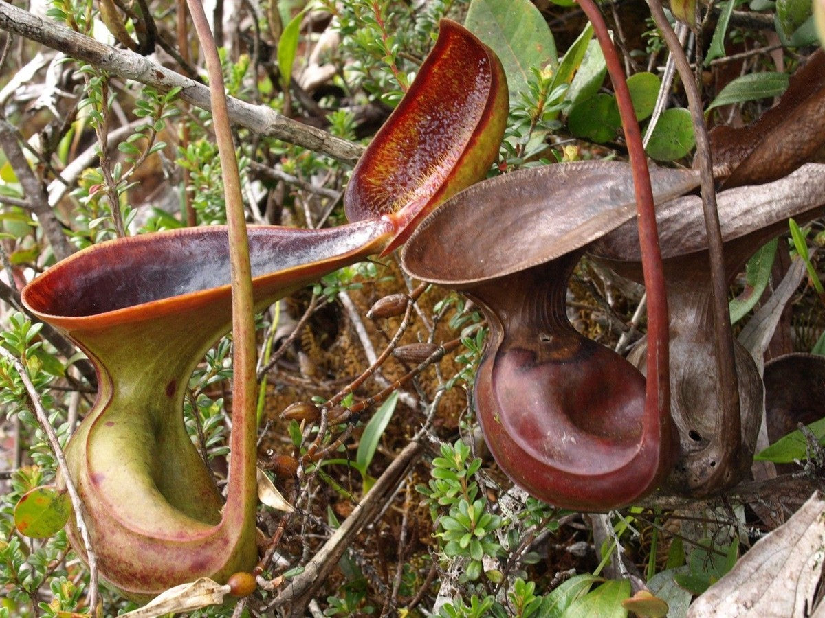 Nepenthes Lowii – 10 Semi – Pianta Carnivora, Brocche Uniche, Rara, Per Amanti delle Piante Esotiche