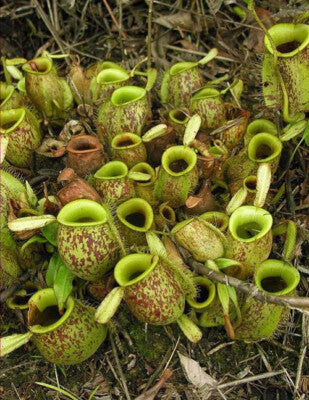 Nepenthes Ampullaria – 10 Seeds – Carnivorous Plant, Basal Urns, Rare, Ideal for Terrariums