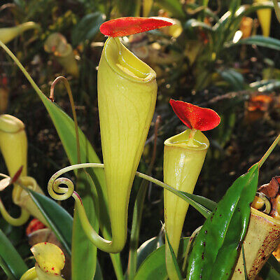 Nepenthes Madagascariensis Carnivorous Plant – 10 Seeds – Carnivorous Plant, Unique Urns, Rare, For Terrariums