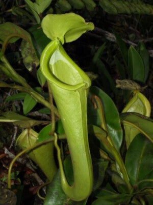 Nepenthes Chaniana Carnivorous Plant – 10 Seeds – Carnivorous Plant, Unique Urns, Rare, Ideal for Terrariums