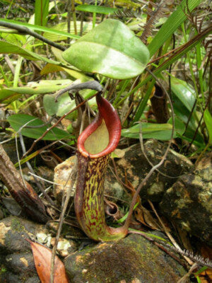 Nepenthes Fusca Pianta Carnivora – 10 Semi – Pianta Carnivora, Urne Scure, Rara, Ideale per Terrari