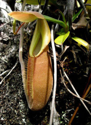Nepenthes Bongso – 10 Semi – Pianta Carnivora, Urne Ritorcite, Rara, Ideale per Terrari