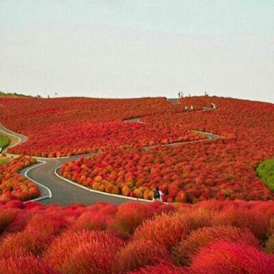 Kochia Scoparia Rossa (Falso Cipressino) – 50 Semi – Colore Rosso Autunnale, Decorativa