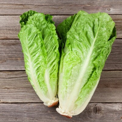Lattuga Romana degli Ortolani – 30 Semi, Cespo Lungo, Croccante, Orto, Facile da Coltivare, Alta Germinabilità, Non-GMO
