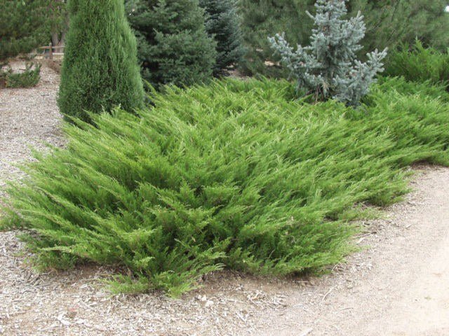 Sabina Rastrera – 10 Semi, Prostrato, Tappezzante, Roccia, Facile da Coltivare, Alta Germinabilità, Non-GMO