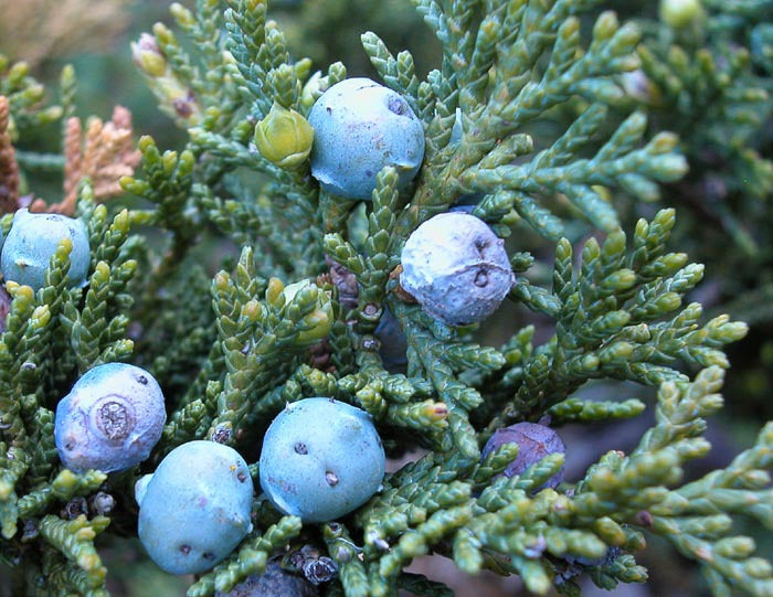 Sabina Albar – 10 Semi, Longevità, Conifera, Esterno, Facile da Coltivare, Alta Germinabilità, Non-GMO