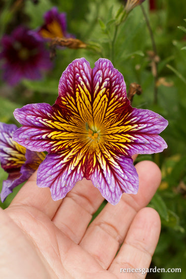 Salpiglossis Grandiflora Mix – 10 Seeds, Velvety Veined Flowers, Exotic Colors, Elegant, Easy to Grow, High Germination, Non-GMO