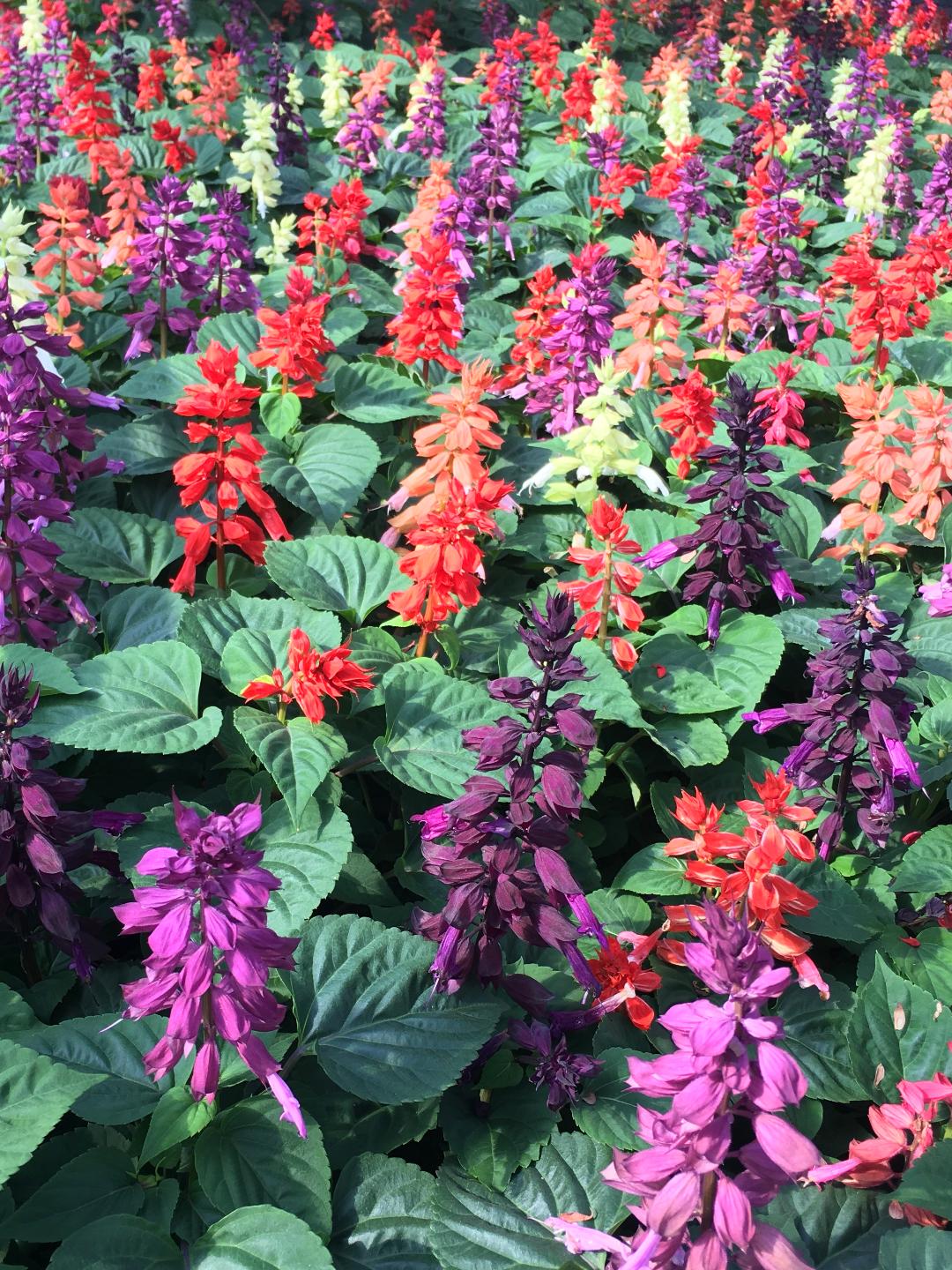 Salvia Splendens Medium Tall – 10 Seeds, Bright Red Spikes, Balanced Growth, Bedding, Easy to Grow, High Germination, Non-GMO