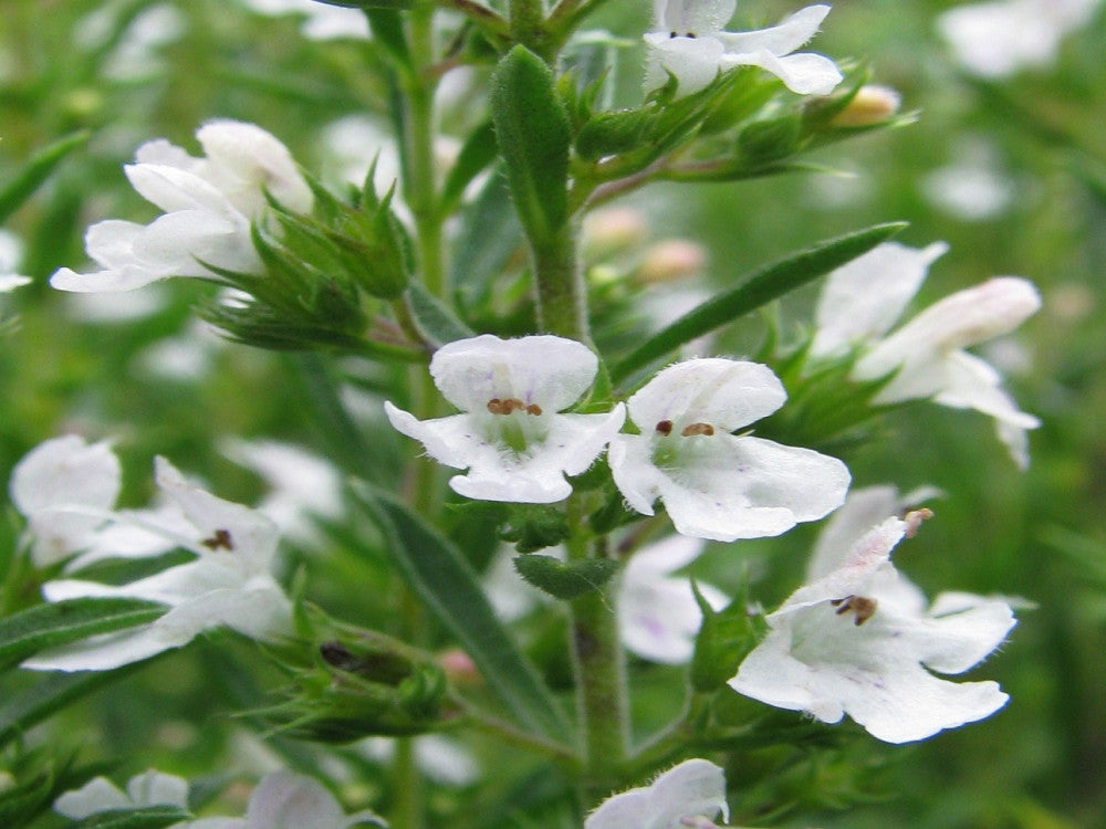 Santoreggia Montana – 10 Semi, Perenne, Piccante, Roccia, Facile da Coltivare, Alta Germinabilità, Non-GMO