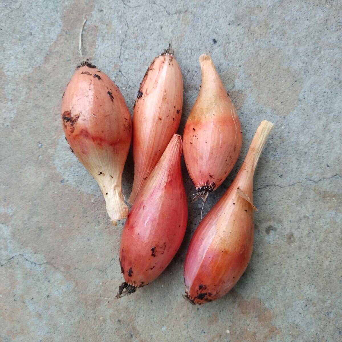 10 Semi di Scalogno Allium ascalonicum – Semi Freschi, Alta Germinabilità, No-GMO