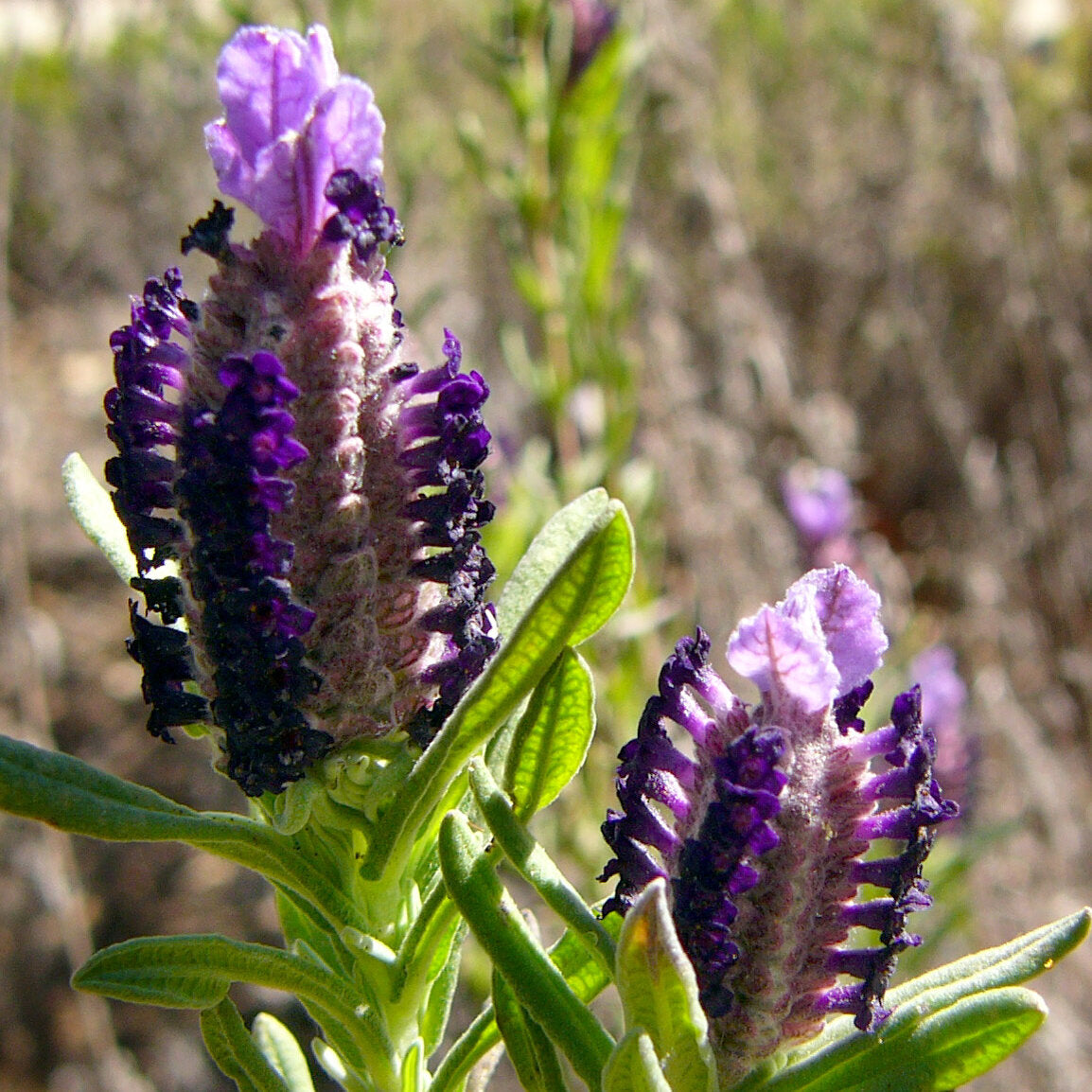 Lavanda Selvatica – 10 Semi, Stoechas, Mediterranea, Roccia, Facile da Coltivare, Alta Germinabilità, Non-GMO