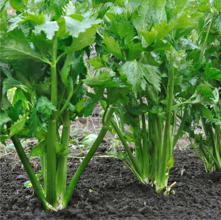 Sedano Verde da Taglio – 30 Semi – Pianta Media, Foglie Sottili Profumatissime, Verde Brillante, Costole Fini, Rapido Ricaccio, Non-GMO