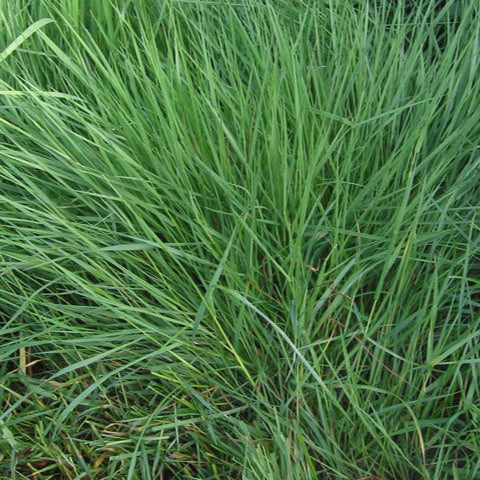 Semi di Agrostis Tenuis per Prato - 10.000 semi - Resistente ed Elegante, Ideale per Giardini e Paesaggistica