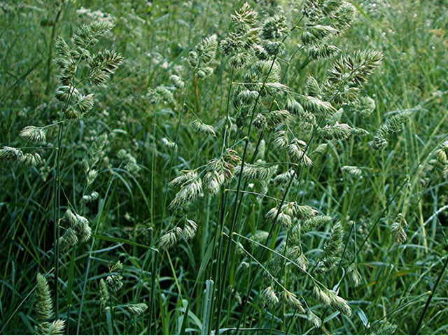 Erba Mazzolina - 700 Semi, Produttiva, Resistente Siccità, Pascoli, Facile da Coltivare, Alta Germinabilità, Non-GMO