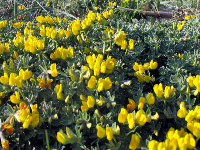 Ginestrino - 500 Semi, Fiori Gialli, Perenne, Inerbimento, Facile da Coltivare, Alta Germinabilità, Non-GMO