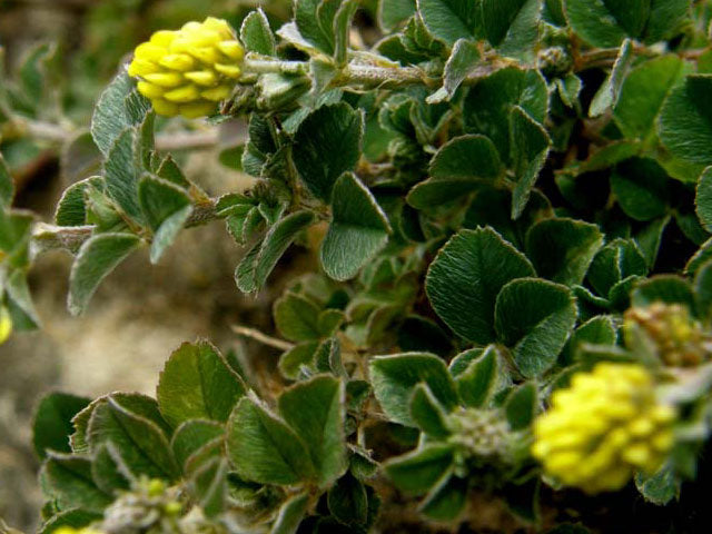 Lupolina - 600 Semi, Leguminosa, Azotofissatrice, Pascolo, Facile da Coltivare, Alta Germinabilità, Non-GMO