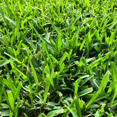 Semi di Prato Rustico Universale - 10.000 semi - Miscela versatile, perfetta per ogni tipo di terreno e clima, robusta e resistente.