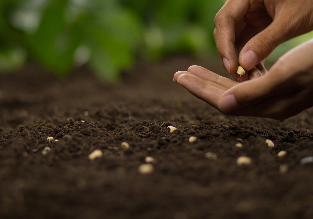 Semi per: orto, giardino e balcone
