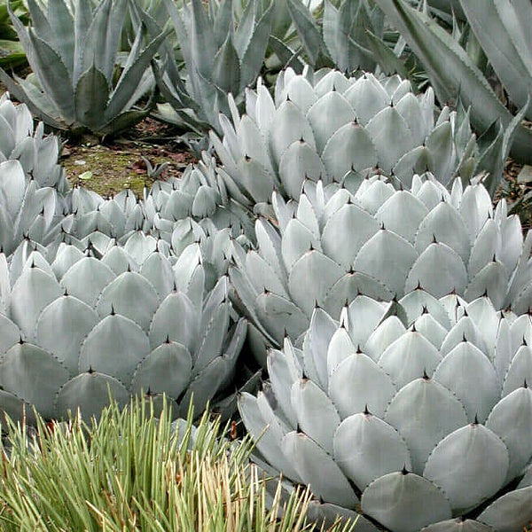 agave - Semi da orto di alta qualità
