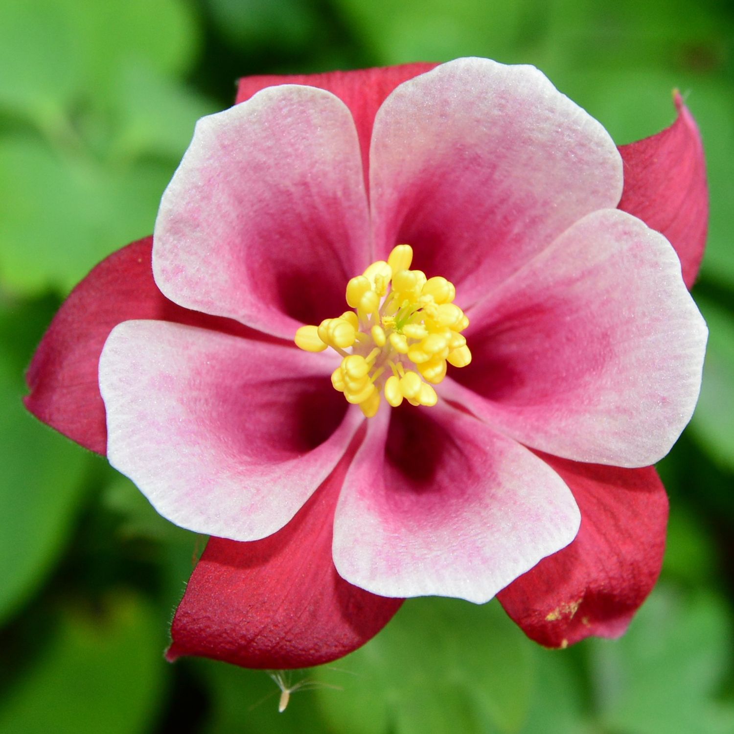 Aquilegia – 10 Semi, Fiori a Sperone, Ombra, Giardino, Facile da Coltivare, Alta Germinabilità, Non-GMO