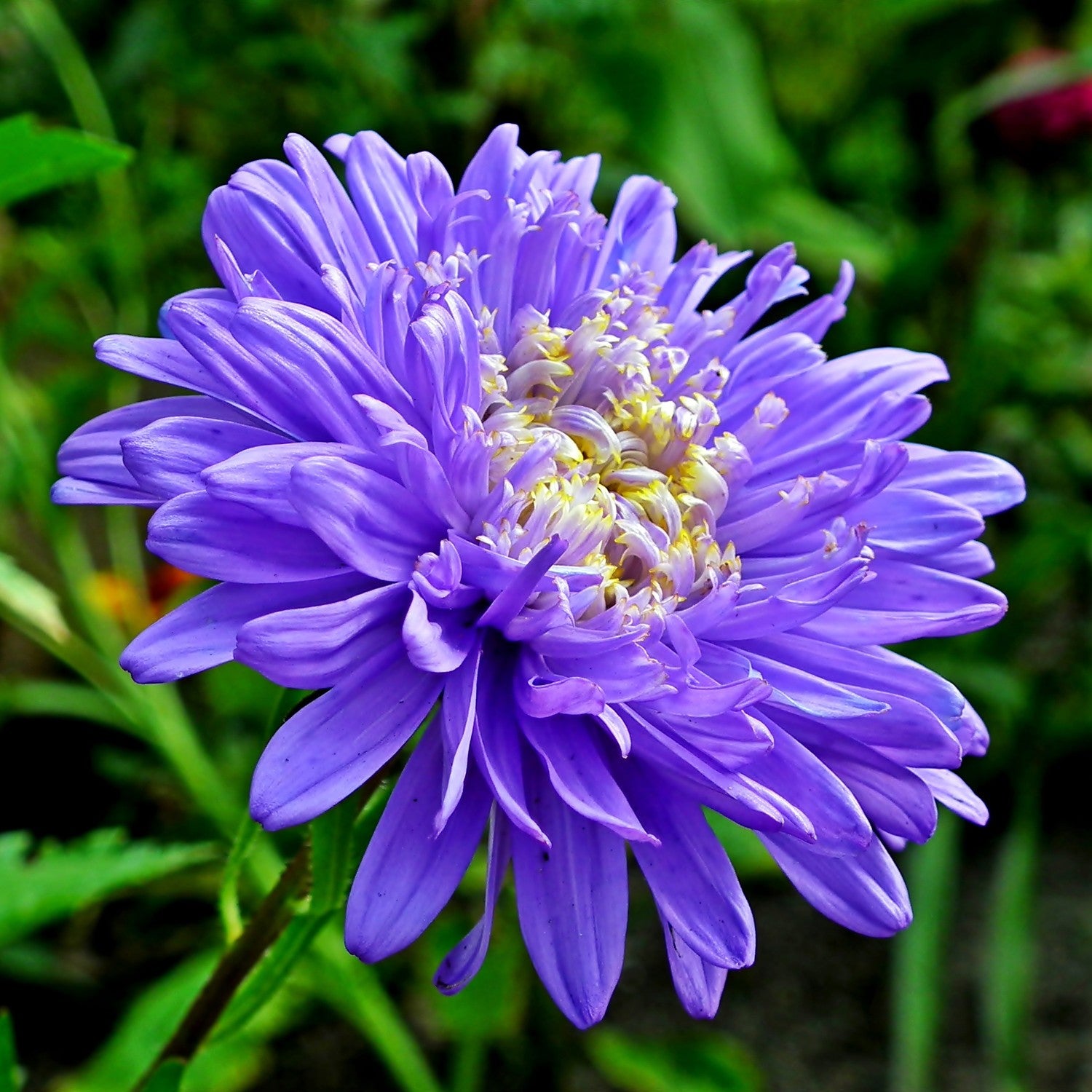 Astro Nano da Bordura Mix – 10 Semi, Portamento Compatto, Ideale per Aiuole, Colorato, Facile da Coltivare, Alta Germinabilità, Non-GMO