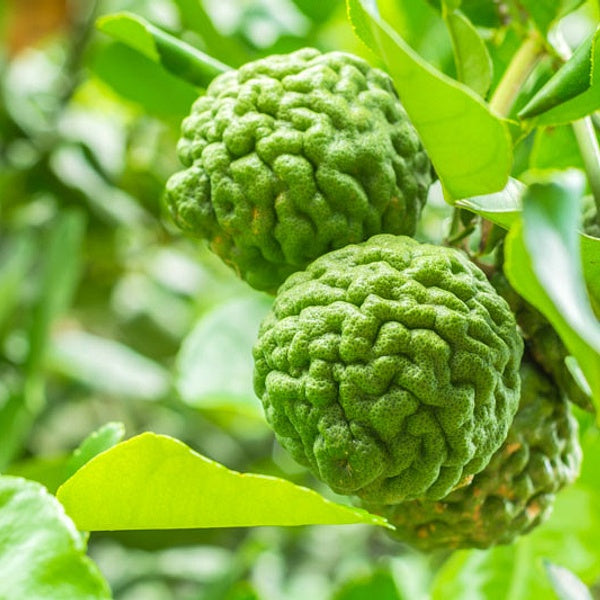 Citrus Hystrix - Semi da orto di alta qualità