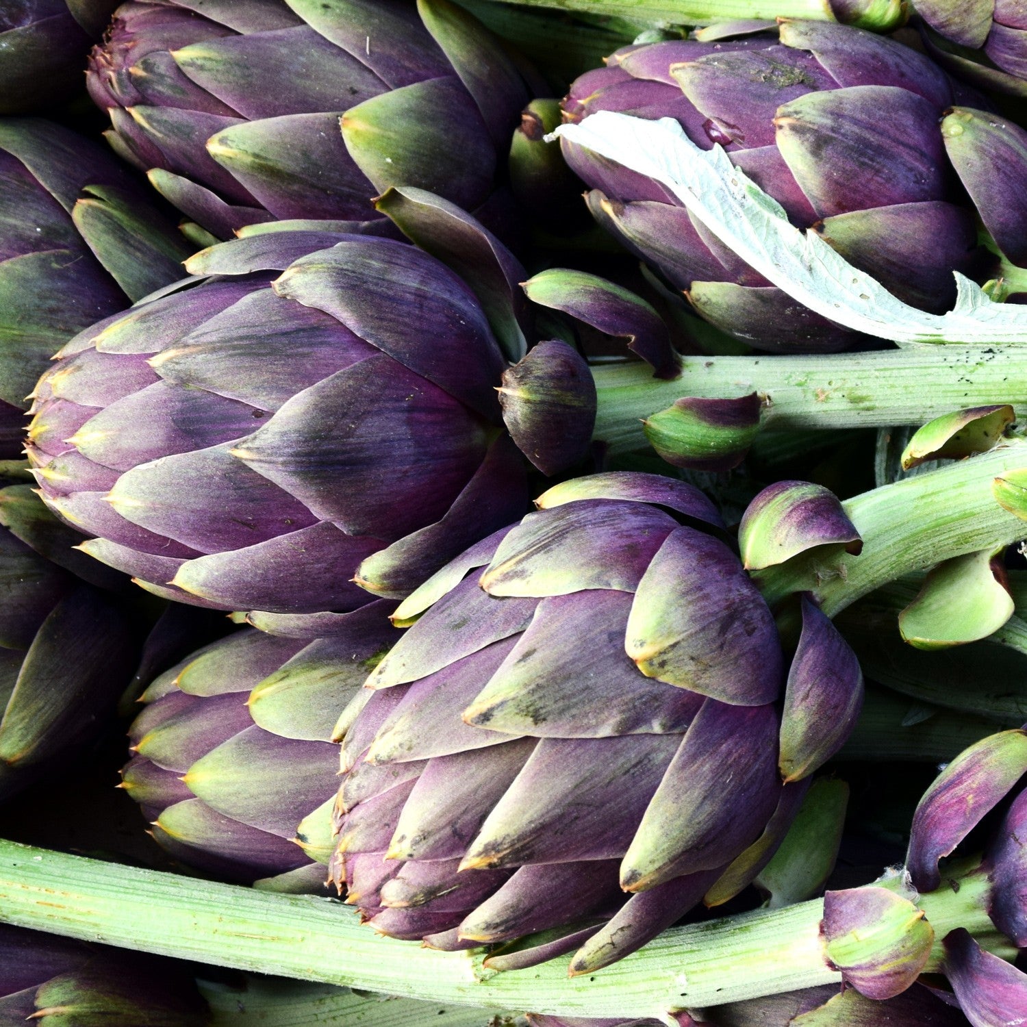 Carciofo Violet de Provence – 50 Semi, Varietà Viola, Tenero e Gustoso, Cucina, Facile da Coltivare, Alta Germinabilità, Non-GMO