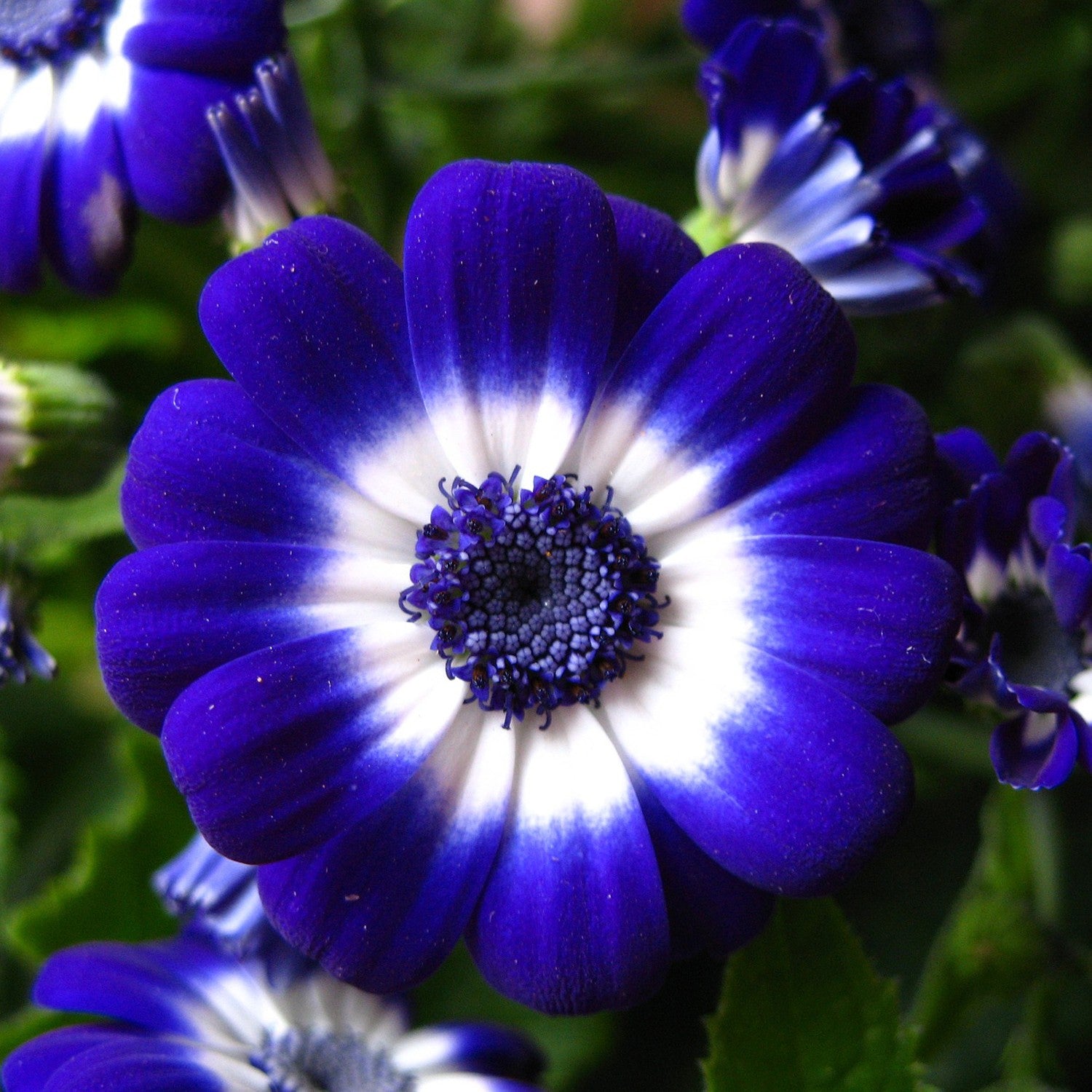 Cineraria Hibrida Grandiflora Mix – 10 Semi, Grandi Fiori, Colori Brillanti, Ornamentale, Facile da Coltivare, Alta Germinabilità, Non-GMO