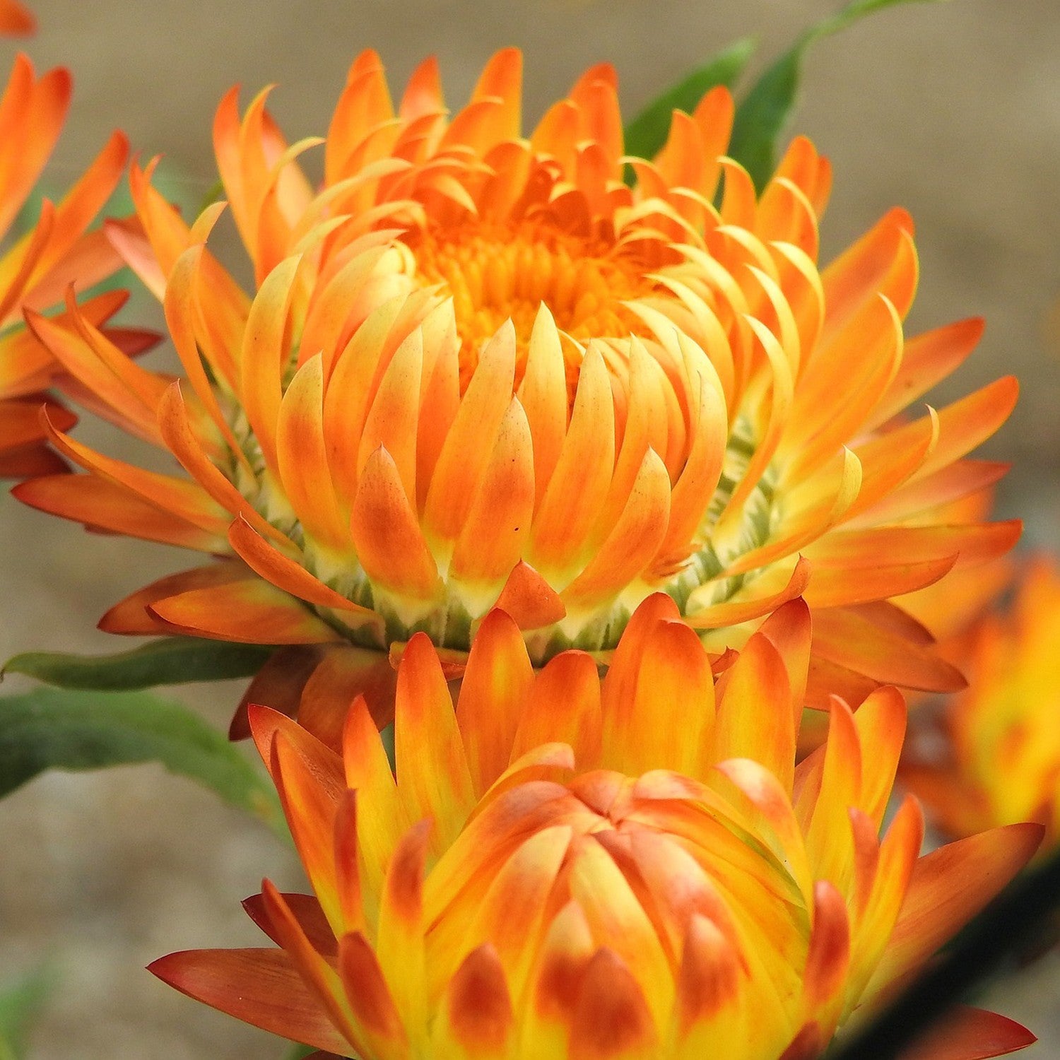 Helichrysum or Double Houseleek Mix – 10 Seeds, Paper Flowers, Ideal for Drying, Decorative, Easy to Grow, High Germination, Non-GMO